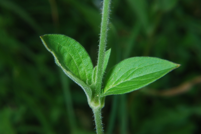 Silene alba
